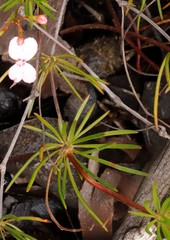 Stylidium adpressum