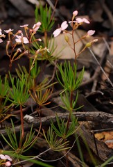 Stylidium adpressum