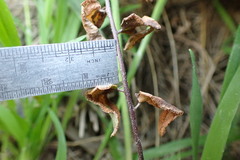 Pellaea calidirupium