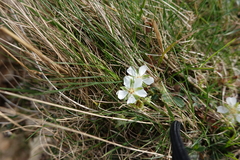 Potentilla montana