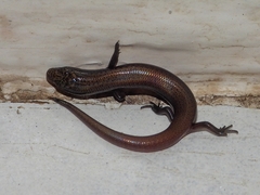 Scincidae