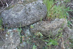 Pellaea calidirupium