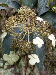Hydrangea longifolia