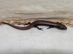 Scincidae