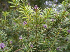 Podocarpus laetus