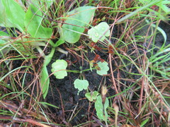 Halerpestes sarmentosa