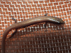Scincidae