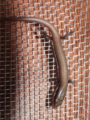 Scincidae