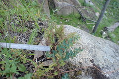 Pellaea calidirupium