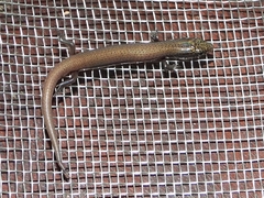 Scincidae
