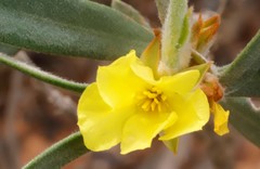 Hibbertia subvaginata