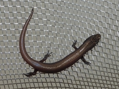 Scincidae