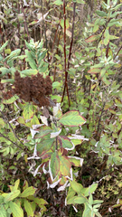 Spiraea douglasii