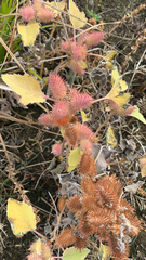 Xanthium strumarium