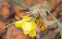 Hibbertia subvaginata