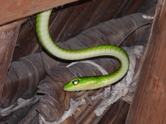 Philothamnus punctatus