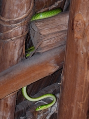 Philothamnus punctatus