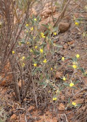 Hibbertia subvaginata