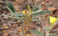 Hibbertia subvaginata