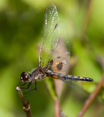 Celithemis martha