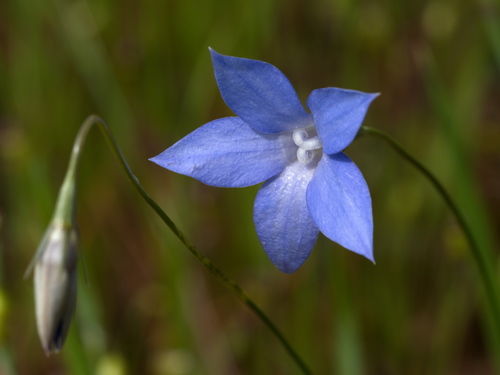 Wahlenbergia gracilis