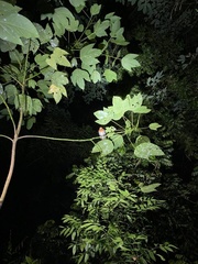 Rallina fasciata