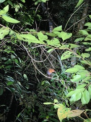 Rallina fasciata