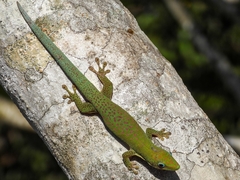 Phelsuma dubia