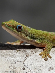 Phelsuma dubia
