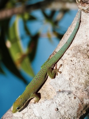 Phelsuma dubia