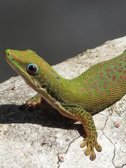 Phelsuma dubia