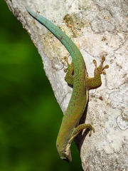 Phelsuma dubia