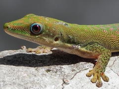 Phelsuma dubia