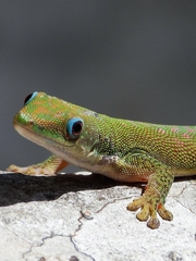 Phelsuma dubia