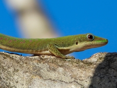 Phelsuma dubia