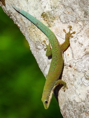 Phelsuma dubia