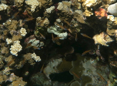 Ostorhinchus properuptus