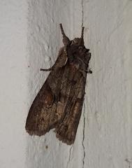 Lithophane furcifera