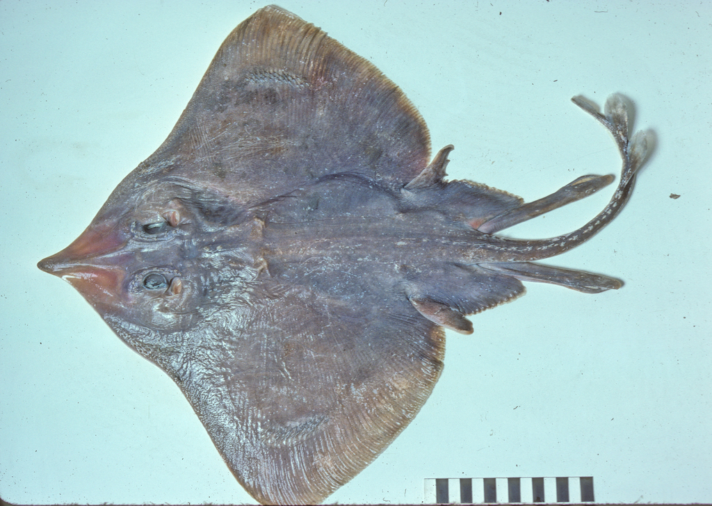 Grey Skate
