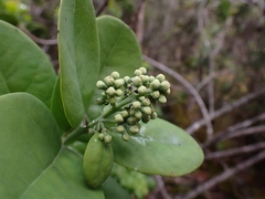 Santalum paniculatum