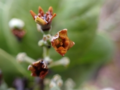 Santalum paniculatum