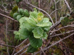 Santalum paniculatum