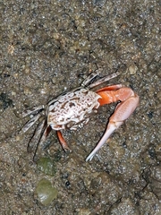 Austruca occidentalis