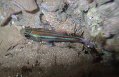 Ostorhinchus compressus