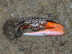 Austruca occidentalis