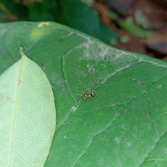 Camponotus