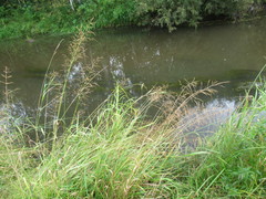 Glyceria spiculosa