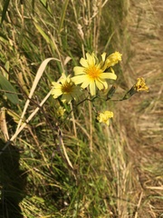 Hololeion maximowiczii