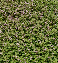 Cyanotis fasciculata