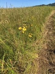 Hololeion maximowiczii